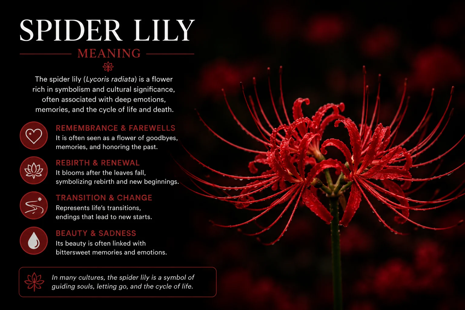 Spider Lily Meaning